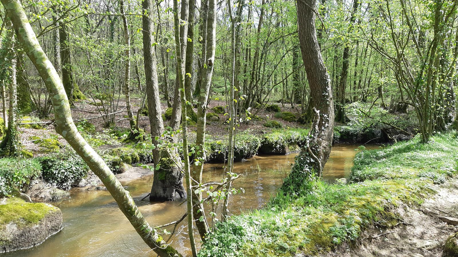 Ruisseau de Maisoncelles